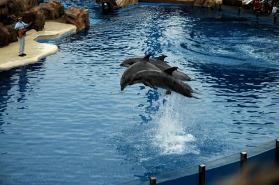 Dolphins at Sea World, San Diego