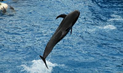 Dolphin in Sea World Show, San Diego
