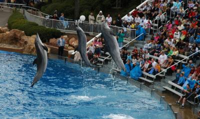 The Jumping Dolphin Gang