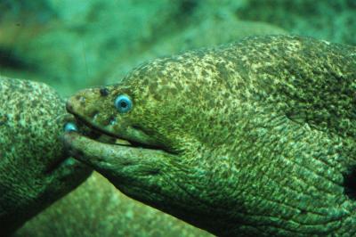 Moray Eel, Sea World, San Diego