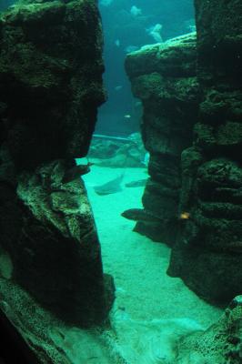 Underwater Tank, Sea World, San Diego