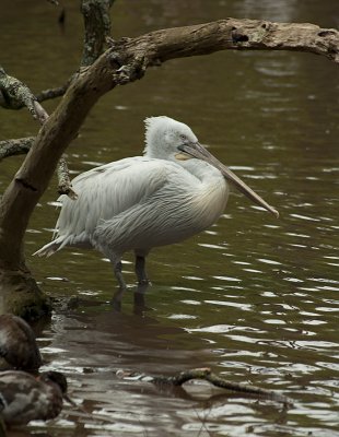 Pelican