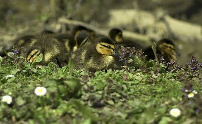 Mallard Ducklings