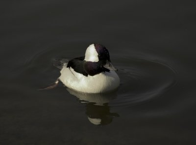 bufflehead.jpg