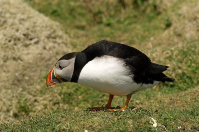 puffin