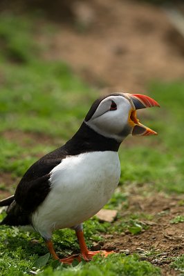 puffin2.jpg