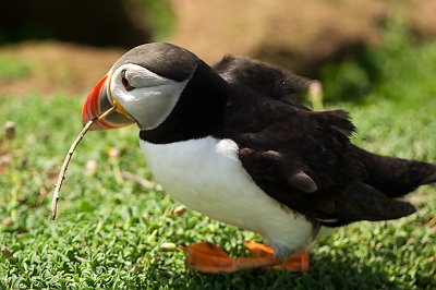 puffin4.jpg