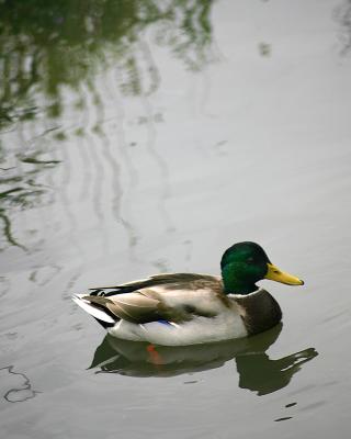 Mallard Duck