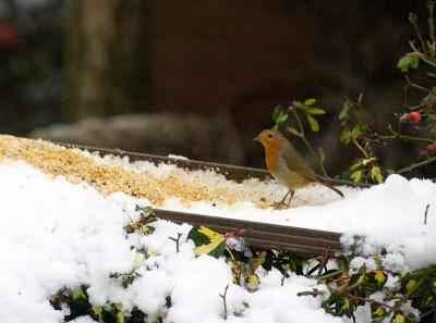 Robin in the snow