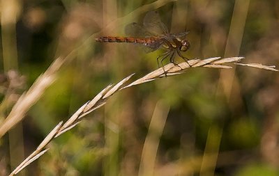 The Dragonfly