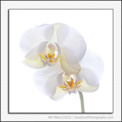 White on White Orchid