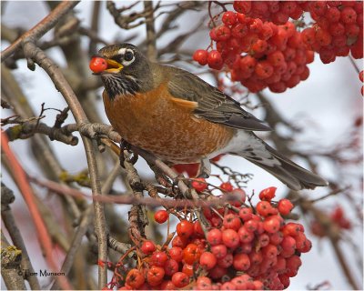  American Robin with a Mountain Ash berry