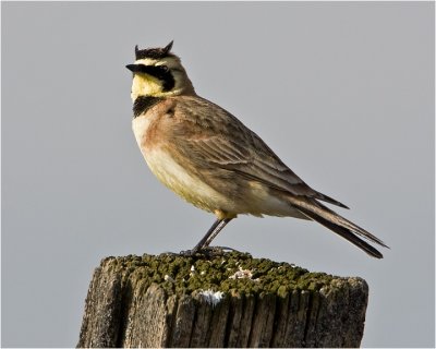  Horned Lark