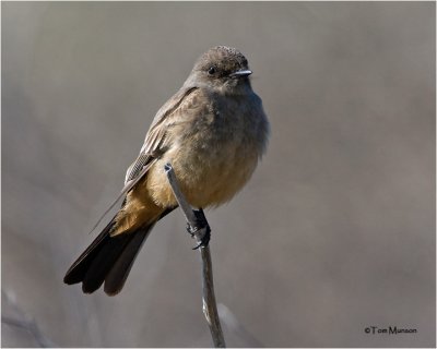  Say's Phoebe