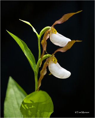  Mountain Ladys slipper's