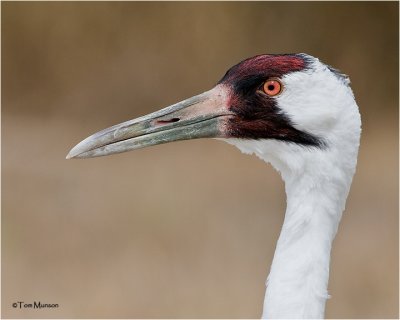  Whooping Crane (adult)