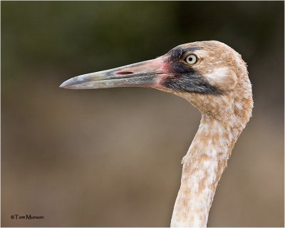 Whooping Crane (juvenile)