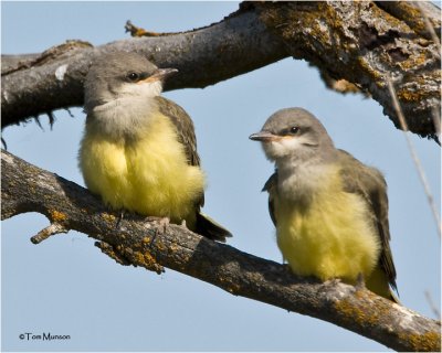  Western Kingbirds (fledglings)