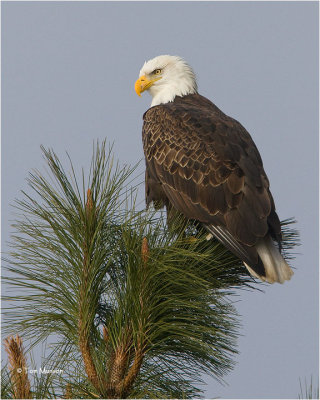  Bald Eagle