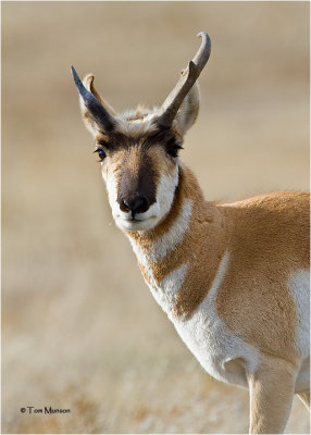  Pronghorn Antelope