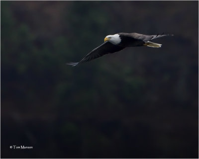 Bald Eagle