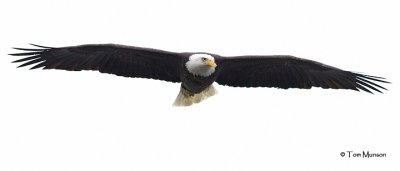  Bald Eagle