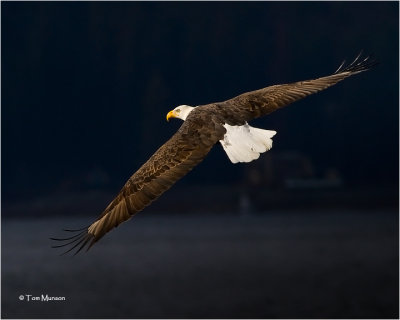  Bald Eagle