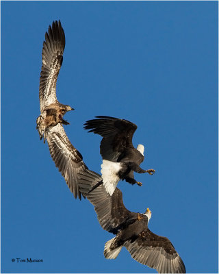  Bald Eagles