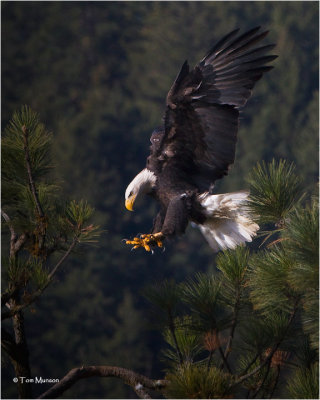  Bald Eagle