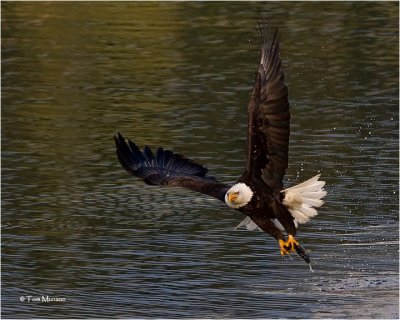  Bald Eagle