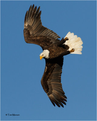  Bald Eagle