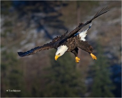 Bald Eagle