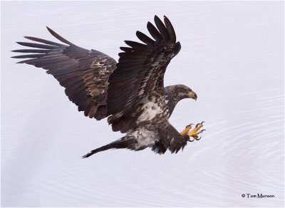 Bald Eagle (juvenile)