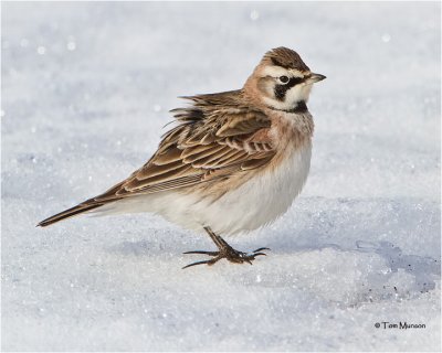 Horned Lark