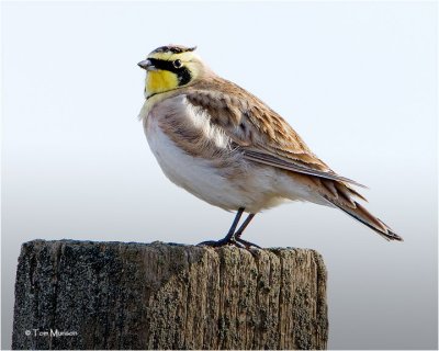  Horned Lark