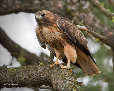 Red-tailed Hawk