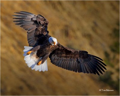 Bald Eagle