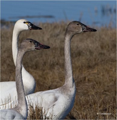  Tundra Swans