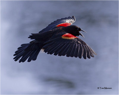 Red-winged Blackbird