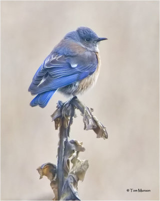 thrushes_bluebirds__kinglets