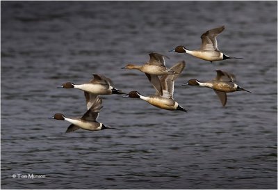  Northern Pintails