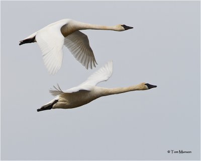  Tundra Swans