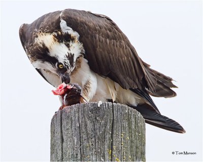 Osprey