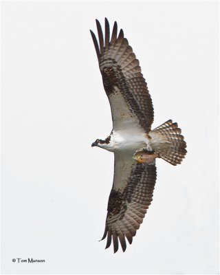 Osprey