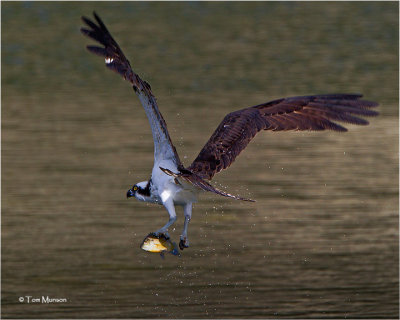  Osprey