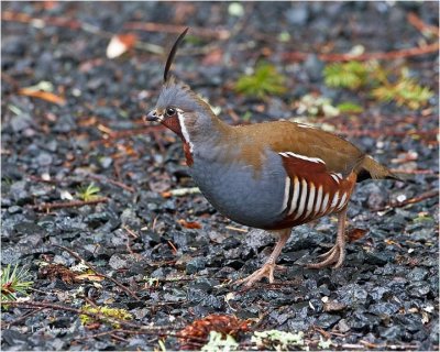 Mountain Quail