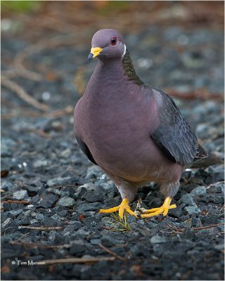  Band-tailed Pigeon