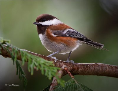 Chestnut-backed Chickadee