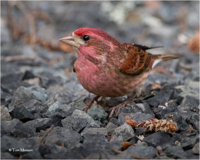  Purple Finch  (male)