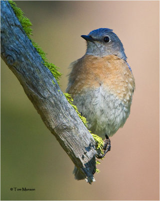 Western Bluebird (female)